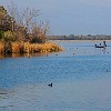 lbss 33 DSC00121 : Lake Bastrop South Shore