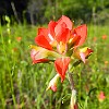 Indian Paint Brush. Esta flor se chama Pincel de Índio.