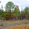 Autumn colors or drought? Cores de outono ou seca? : Lake Bastrop South Shore