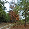 08DSC 1576 : Lake Bastrop South Shore