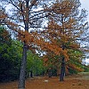 09DSC 1579 : Lake Bastrop South Shore