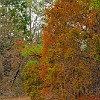 10DSC 1582 : Lake Bastrop South Shore