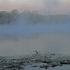 Early morning fog. Névoa pela manhã cedinho. : Lake Bastrop South Shore