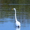 28DSC 1625 : Lake Bastrop South Shore