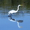 ...And it takes flight! ...E ele voou! : Lake Bastrop South Shore