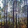 50DSC 1635 : Lake Bastrop South Shore