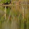 59DSC 1656 : Lake Bastrop South Shore