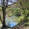 LostMaples08
