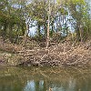 The creek became a river during the flood and knocked down trees along its banks. O riacho virou um rio na enchente e levou com ele várias árvores nas margens. : McKinney Falls SP