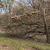 Notice the high tree trunk resting on that branch. Veja o tronco da árvore sobre aquele galho no alto. : McKinney Falls SP
