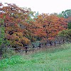 Fall colors at the park. Folhagens de outono no parque. : McKinney Falls State Park