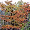 DSC 0003 : McKinney Falls State Park