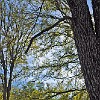 11DSC 1674 : McKinney Falls State Park