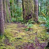 Skagit