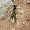 The tarantula and the grasshopper. A tarântula e o gafanhoto.