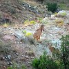 Barbary sheep. Um tipo de cabra das montanhas.