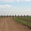 The 10 Cadillacs are buried in private property. Esses 10 Cadillacs estão enterrados propriedade privada.