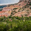 PDCSP 07 DSC04016 : Juniper, Palo Duro Canyon SP, Rojo Grande, Sunflower