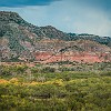 PDCSP 08 DSC04017 : Juniper, Palo Duro Canyon SP, Rojo Grande, Sunflower
