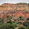 PDCSP 09 DSC04018 : Juniper, Palo Duro Canyon SP, Rojo Grande, Sunflower