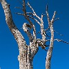This tree caught my attention, especially for the marks on the bark. Esta árvore chamou minha atenção, especialmente pelas marcas no tronco.