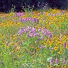 Wildflowers were in full bloom everywhere -- sometimes shoulder-level tall! Flores silvestres estão em todo lugar - às vezes na altura dos ombros!