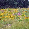 Some sections of the trail were covered with wildflowers. Algumas partes da trilha estavam cobertas de flores silvestres.