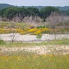 More blooms on the other side of the San Gabriel River. Mais flores na outra margem do Rio São Gabriel.